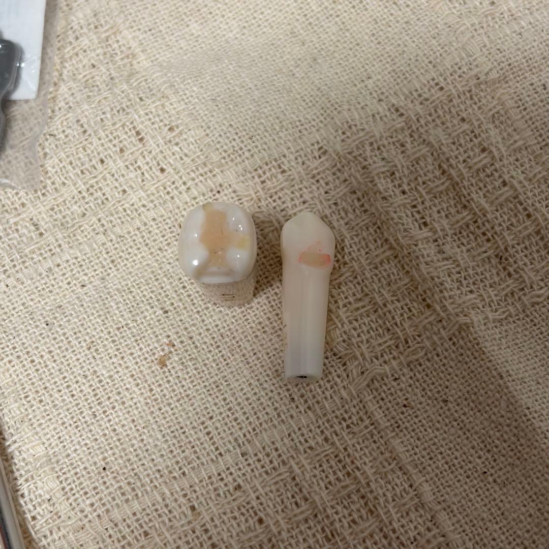 顎模型 頬粘膜付き 箱無し