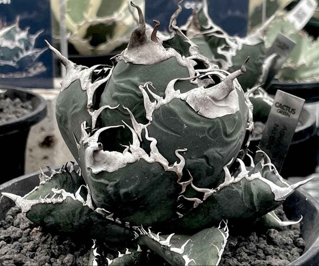 レア特価【CG産】アガベスーパーチタノタ悪魔くん スパチタBAKEMONO