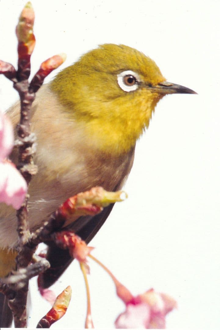 専用…かずちゃんさま