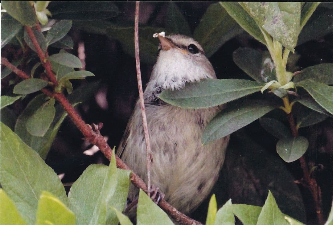 専用…かずちゃんさま