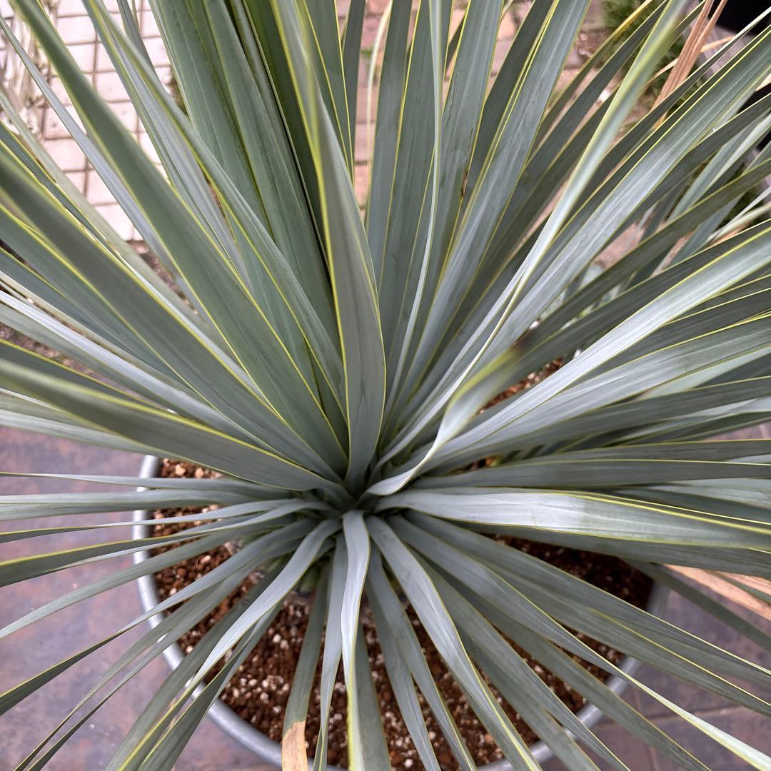 ユッカ ロストラータ幹太 希少なダブルヘッド シルバーブルー大株