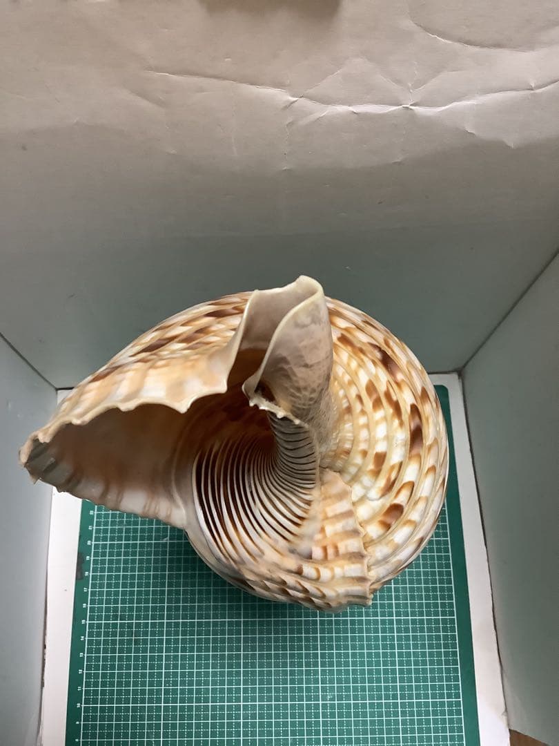 ヤフメリ61・法螺貝・山伏・修験者・戦国武将・豊臣兄弟・金峯山・羽黒