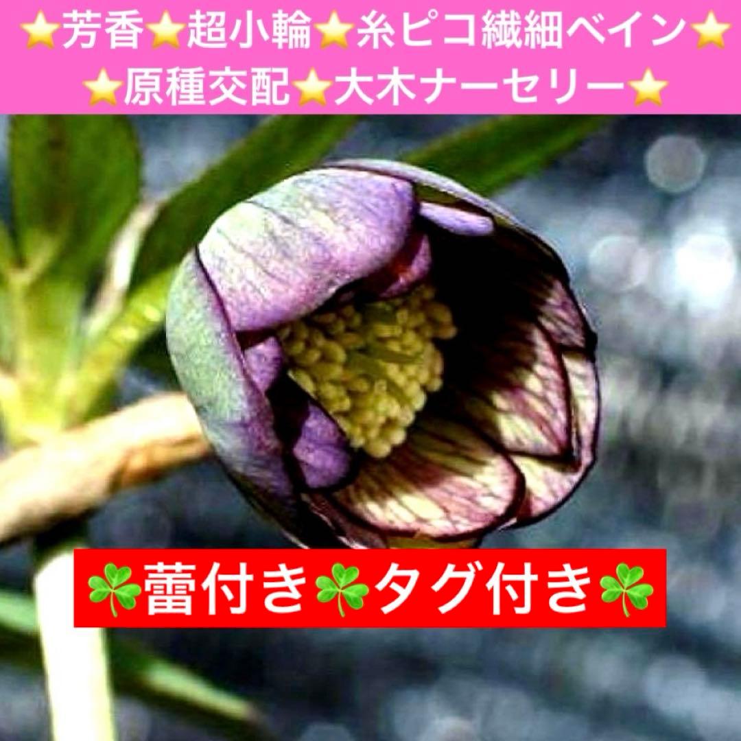 も*子様 ☘️蕾付き☘️タグ付き☘️3381⭐️芳香⭐️超小輪⭐️糸ピコ繊細ベイ HIROSHIMA 🦌🚄 ⁡ ⁡ 𝐎𝐮𝐭𝐞𝐫 @murua_official