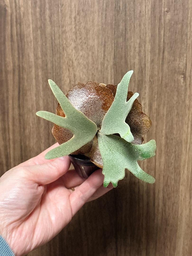 goul4711  AZUL BY MOUSSY | リラックスワイドカーゴパンツ (パンツ ) |SHEL'TTER