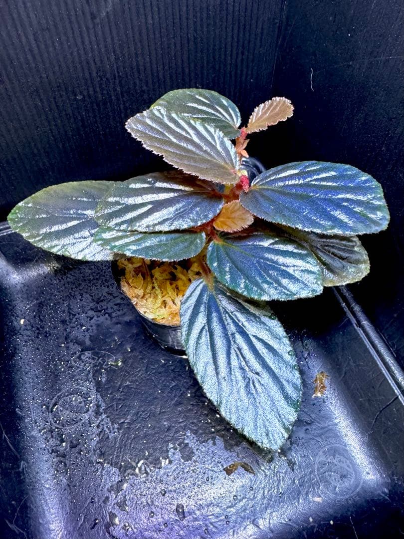 希少❣️Begonia sp. temuyuk ベゴニア テムユク 卵葉 特選株