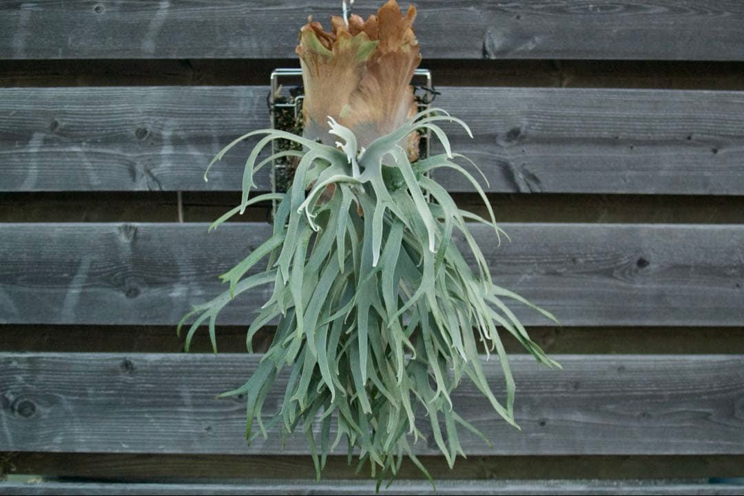 P.willinckii cv. Sailor Saturn 子株⑥ ビカクシダ