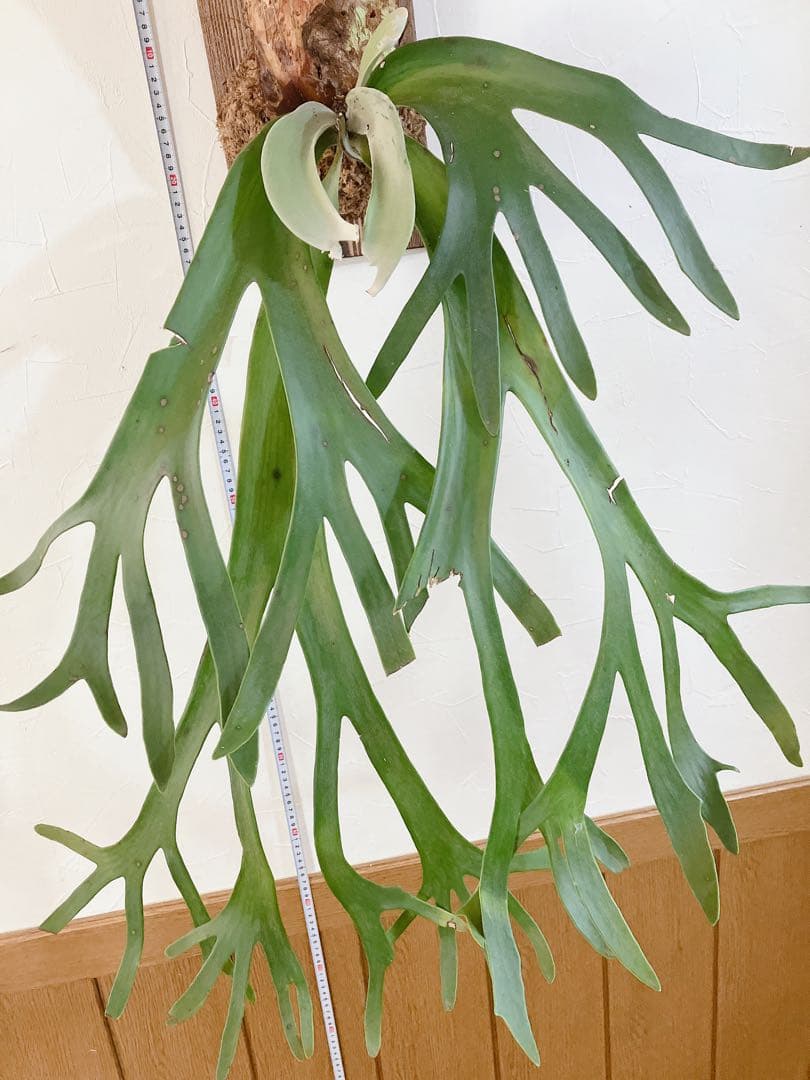 特大ビカクシダ ウィリンキーwild