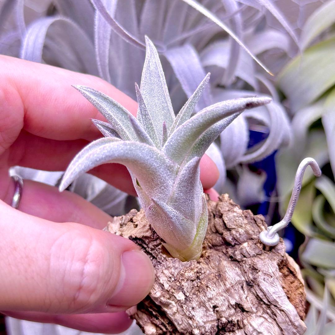 ケ*ン様 T. ehlersiana x chiapensis - メルカリ