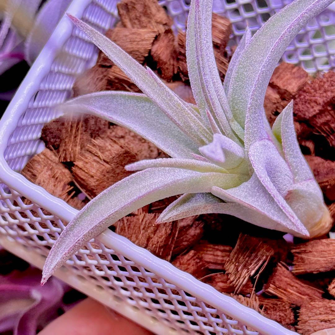 ケ*ン様 T. ehlersiana x chiapensis - メルカリ