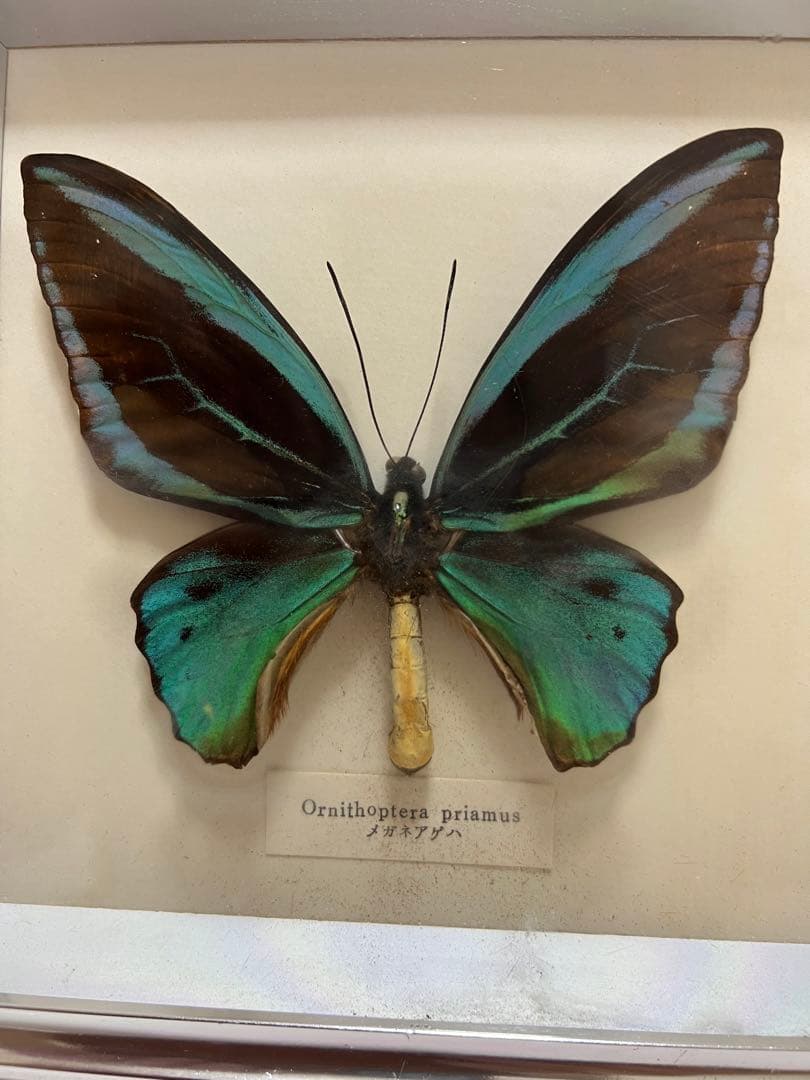 希少蝶標本メガネアゲハ（異常型）蝶標本採取現状品のみケース20x19cm