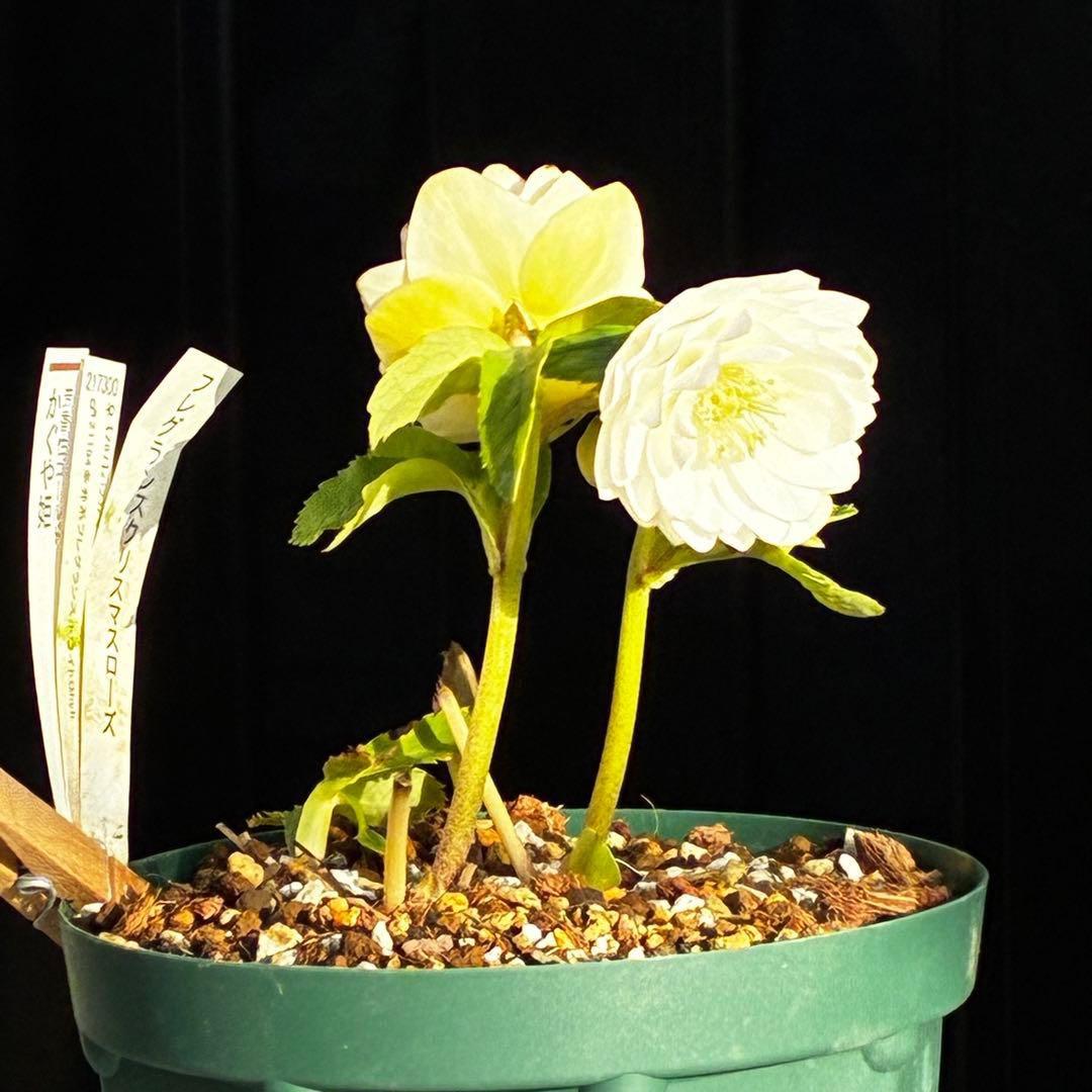 u*0様 3503☘️蕾花付☘️極上☘️強香￼⭐️かぐや姫⭐️￼フレグランス⭐️