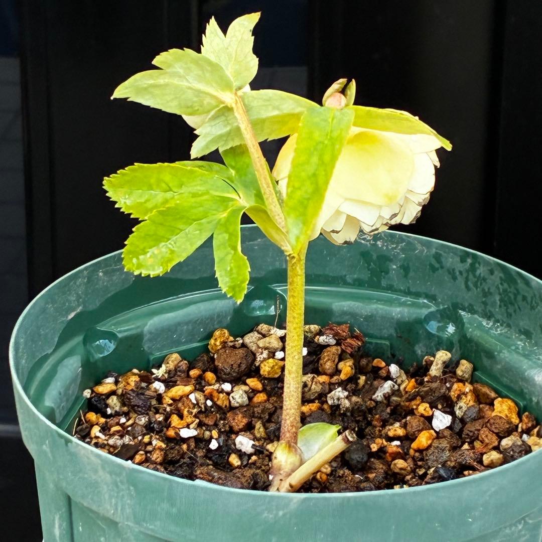 u*0様 3503☘️蕾花付☘️極上☘️強香￼⭐️かぐや姫⭐️￼フレグランス⭐️