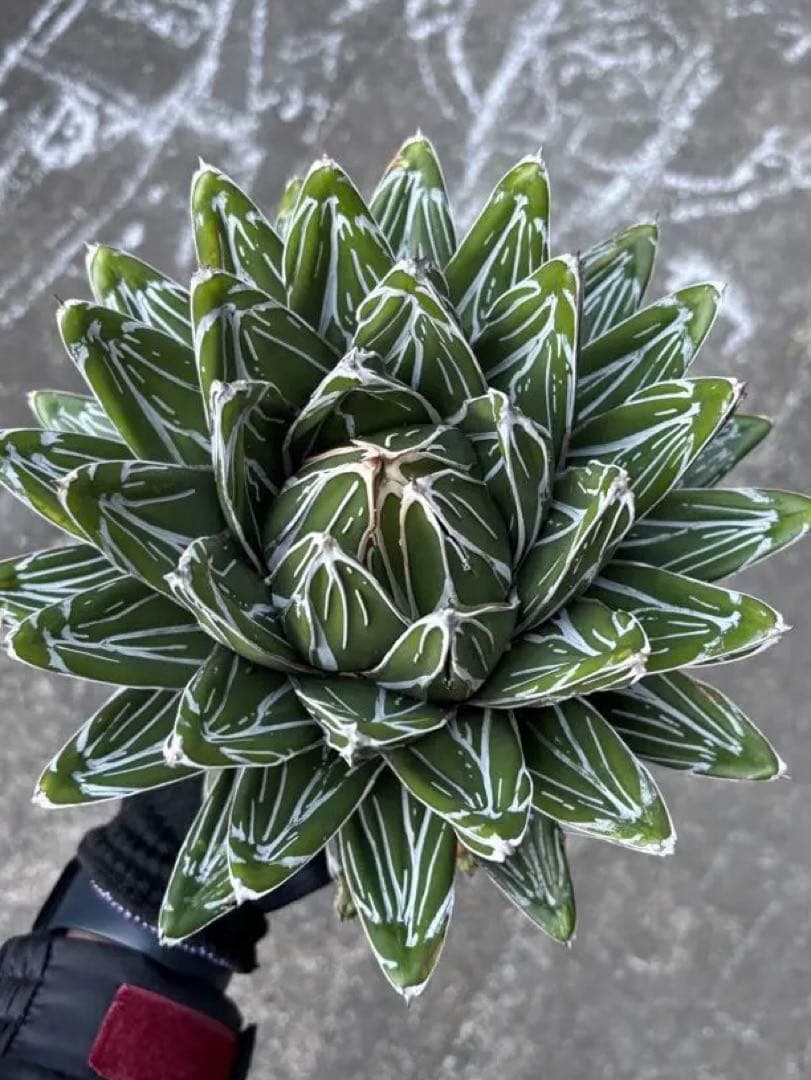 アガベ 笹の雪 極上株 子株3カブセット