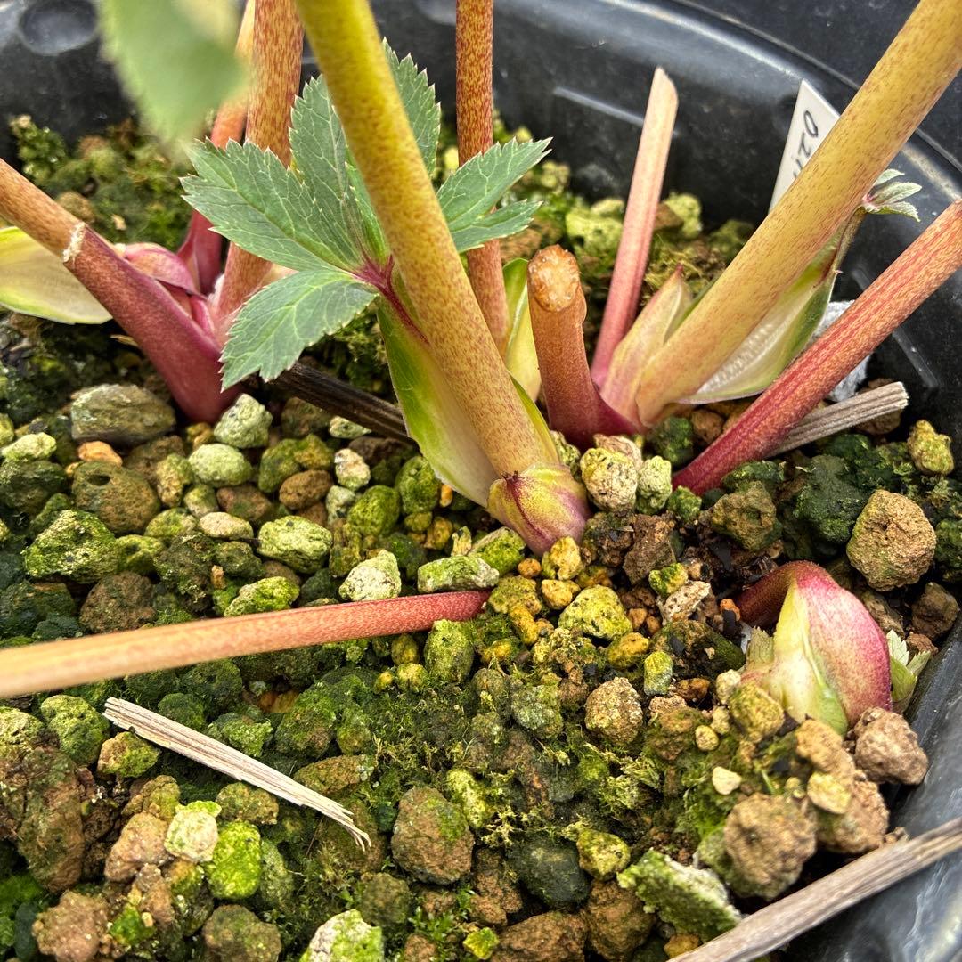 クリスマスローズ レッドオーレア 大苗 7寸 開花途中