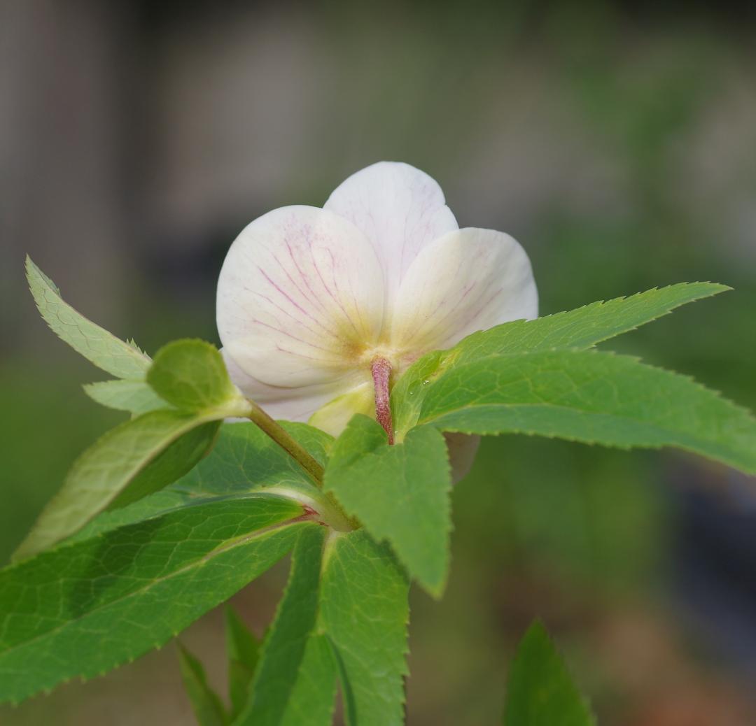 5654 認定プリマヴェーラゴールド クリスマスローズ開花 加藤農園