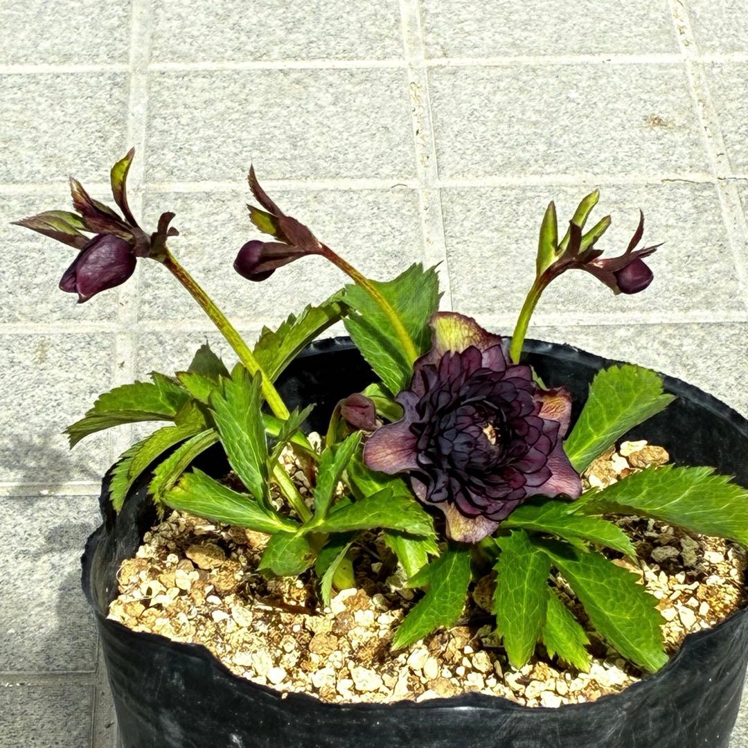 m*i様 3497☘️たくさん蕾花付き☘️２年間保管☘️⭐️ダーク⭐️超多弁⭐️