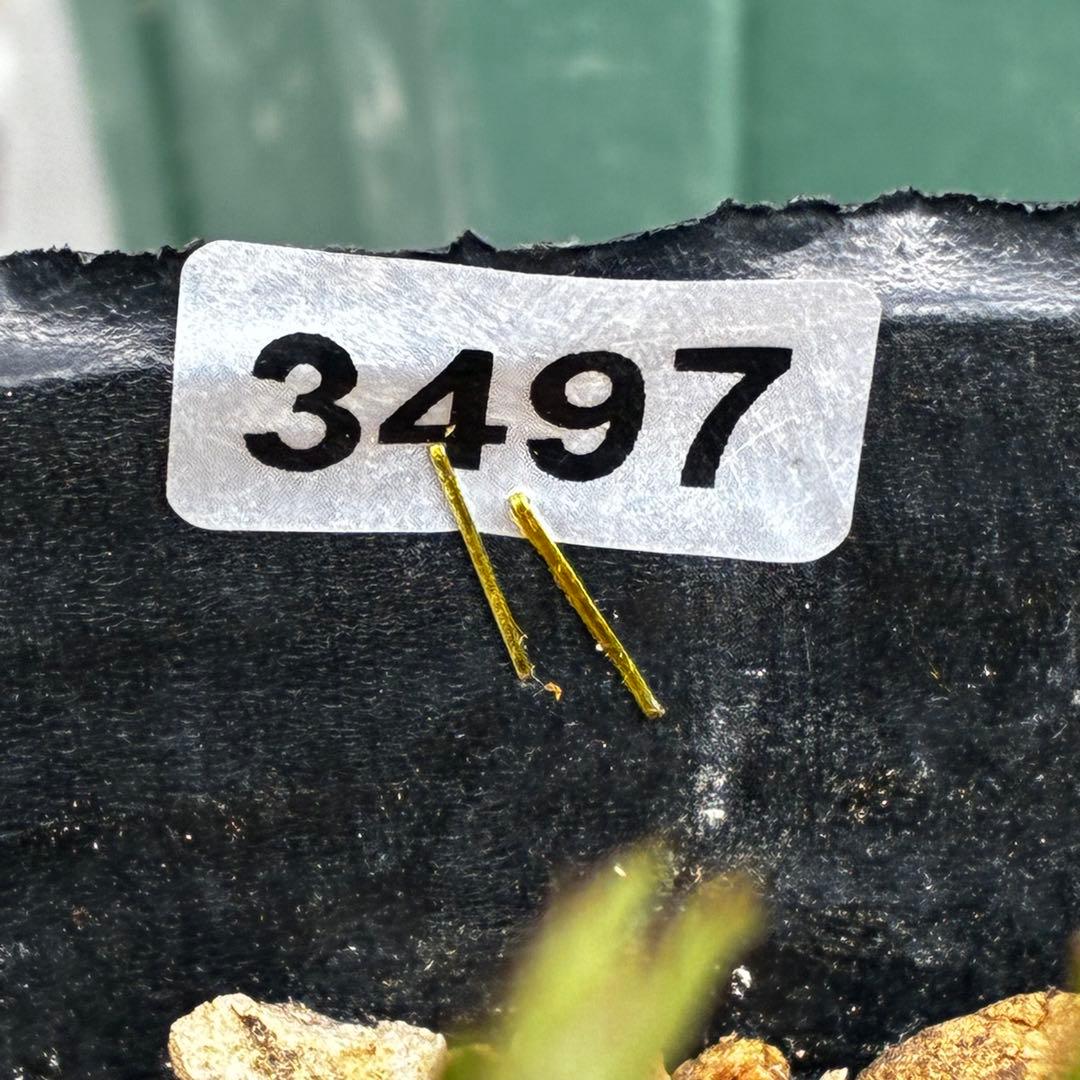 m*i様 3497☘️たくさん蕾花付き☘️２年間保管☘️⭐️ダーク⭐️超多弁⭐️