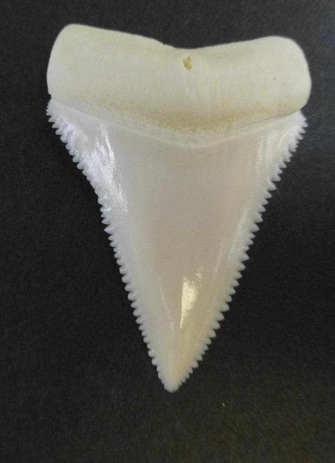 ホホジロザメ（C. carcharias）の歯（A’級）49.9mm