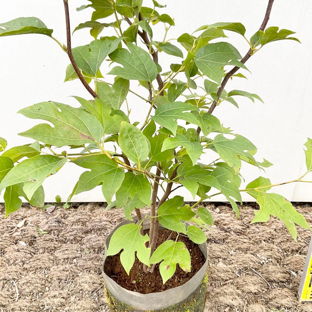 や*す様 シロモジ　/ 678