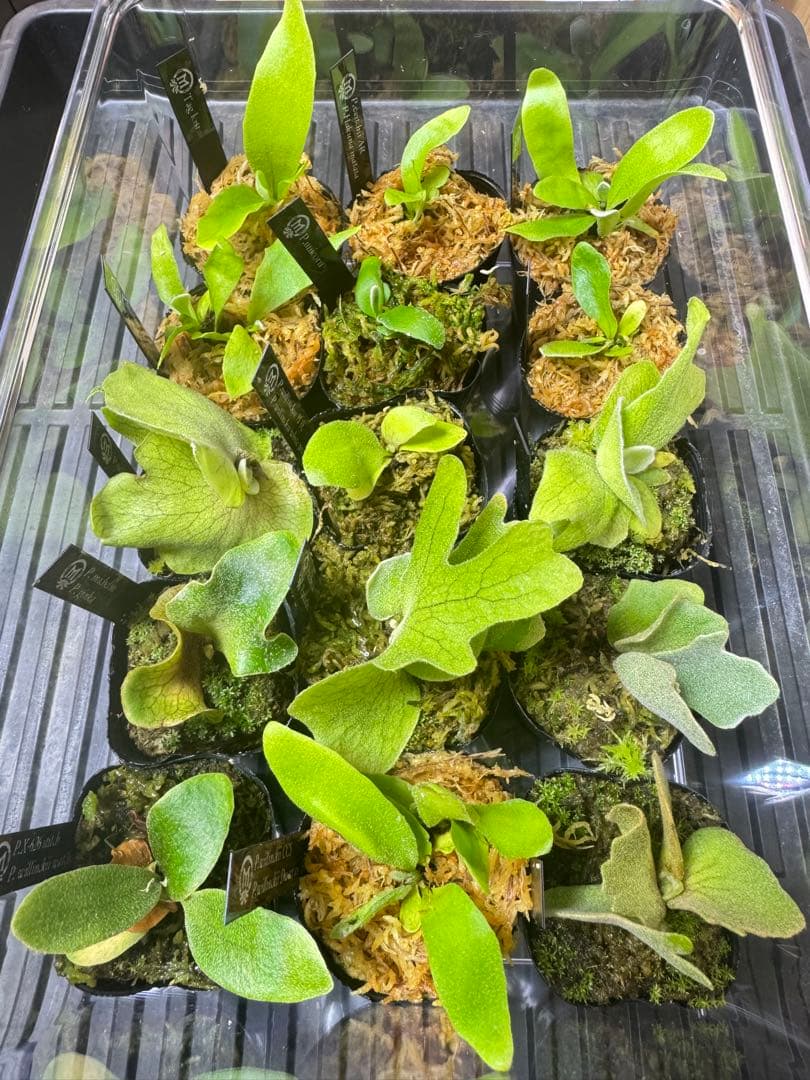 ビカクシダ 15種 - メルカリ