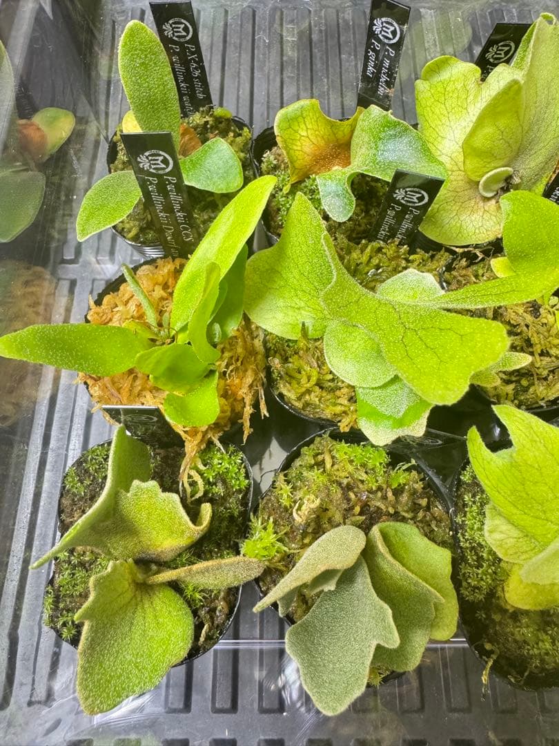 ビカクシダ 15種 - メルカリ