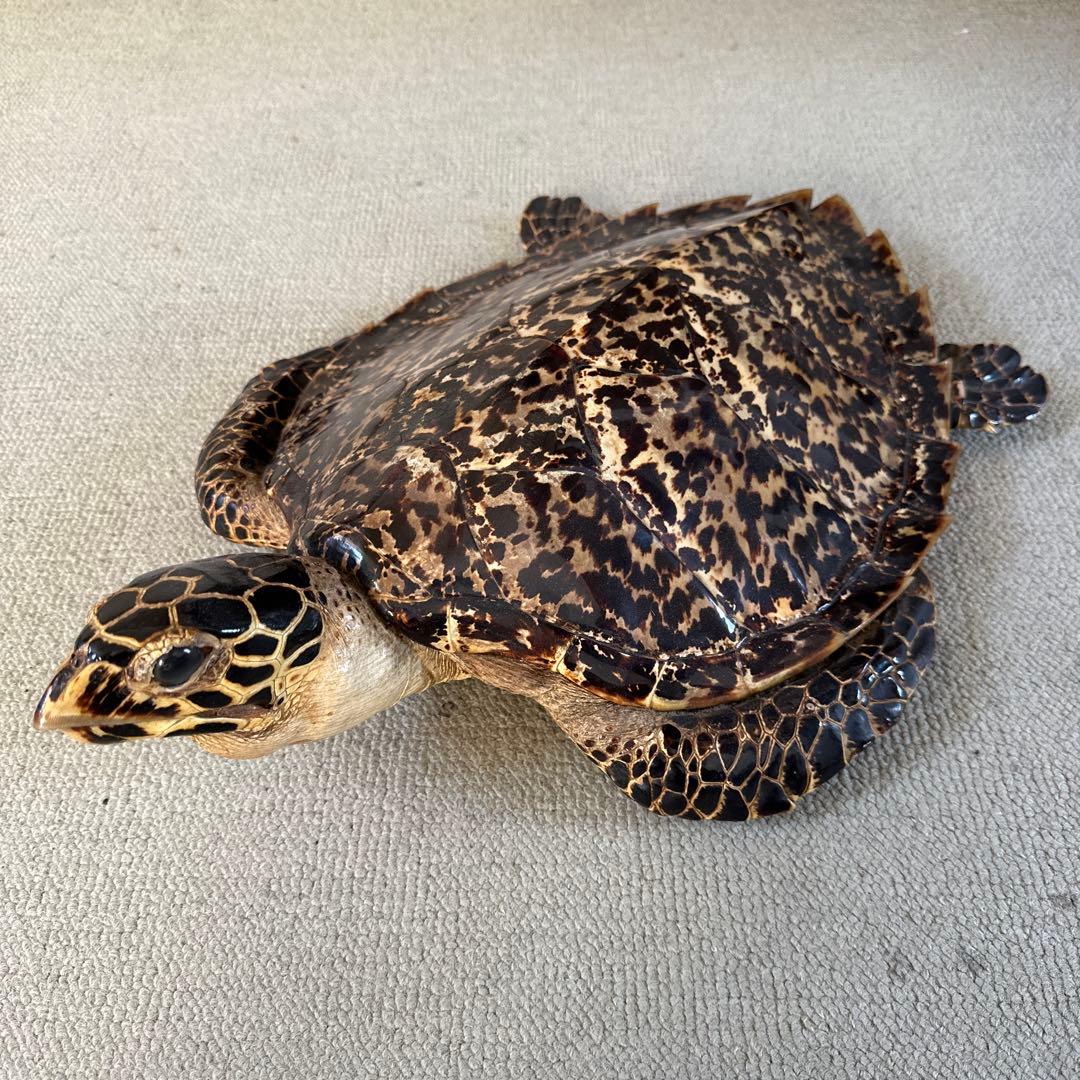 タイマイ ウミガメ剥製 国際希少野生動植物種登録票有 - メルカリ