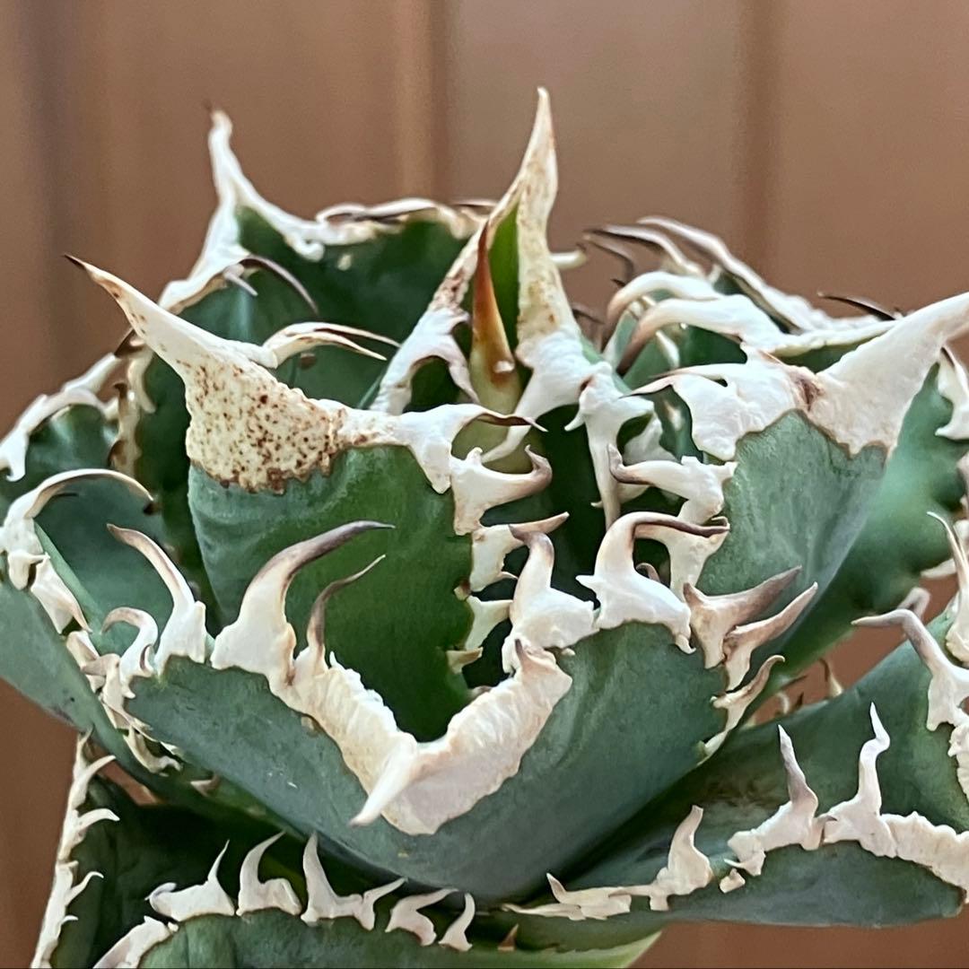 K*S様 【初売りオークション】84 選抜 コンパクト アガベ 白豪刺 TC