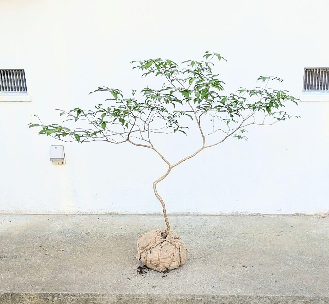 完結。山採りアセビ。