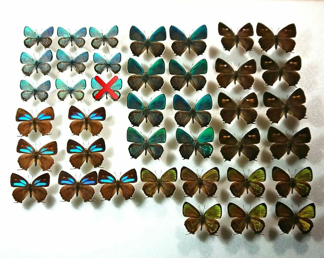 国内蝶標本‼️ 確認用 楽天市場】モルフォ蝶 標本の通販