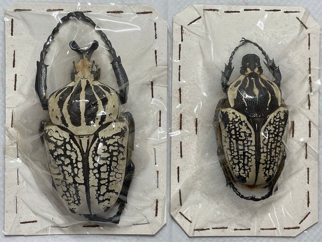 ②コンゴ産 シラフオオツノハナムグリ 大型ペア - メルカリ