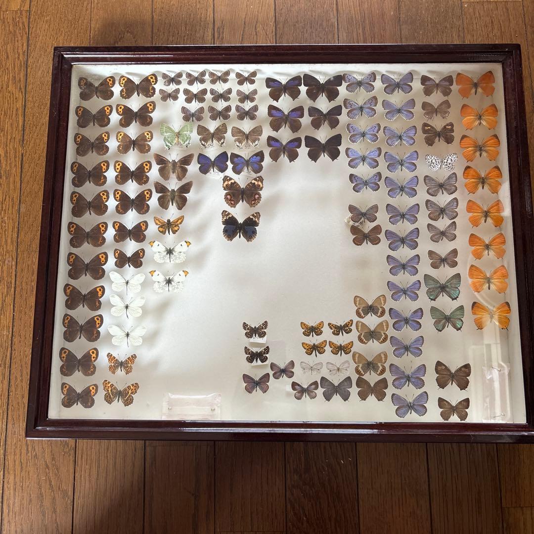 蝶の標本セット（ガラスケース入り） ガラスケースフレームリニューアルのご案内 , お知らせ , 蝶の標本