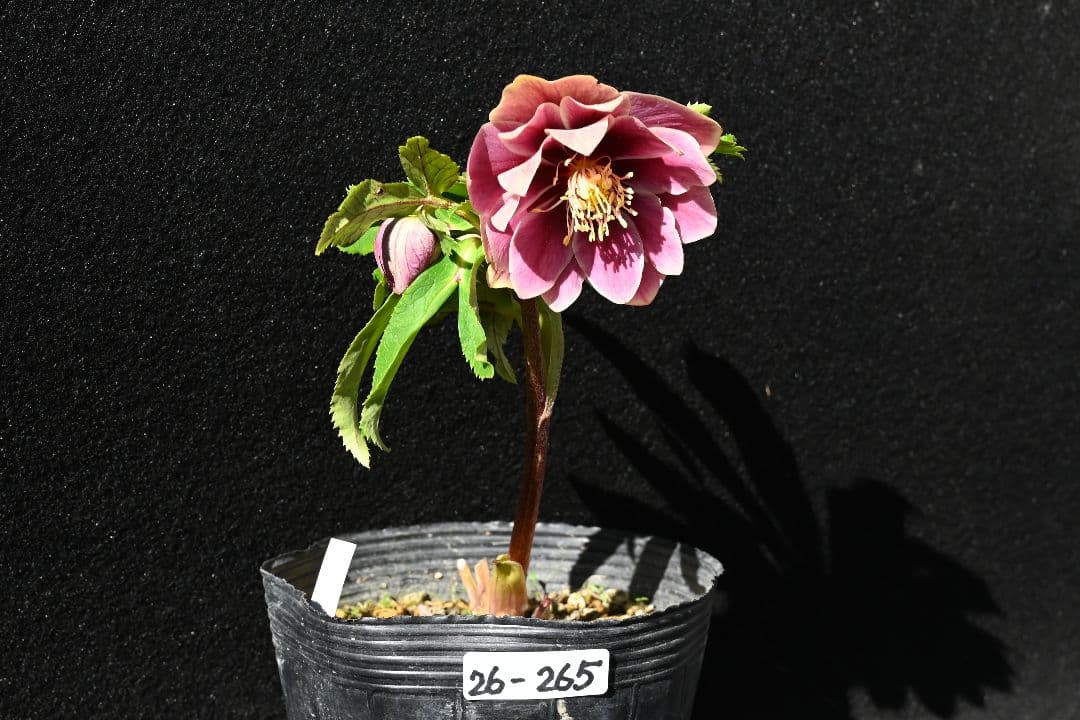 クリスマスローズ ddエクリプス系レッドゴールド 加藤農園