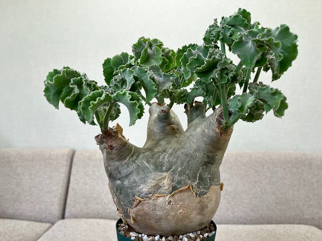 キフォステンマ マクロプス 良形 キフォステンマ マクロプス | GREEN LUCK