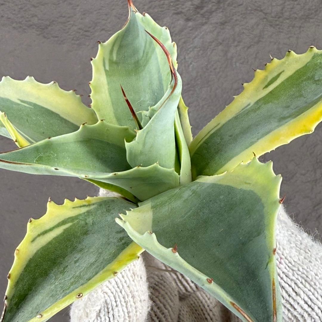 G*n様 【アガベ オバティフォリア“オルカ”】地植え/-18℃まで/極上　L2