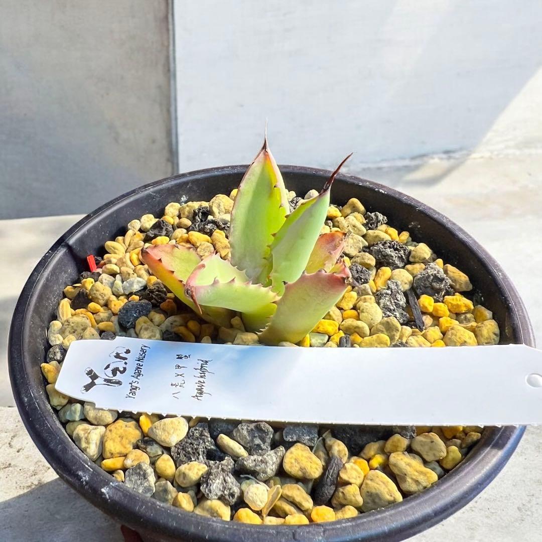 アガベ 地植え 大株 パリー オバティフォリア アメリカーナ ドライガーデン