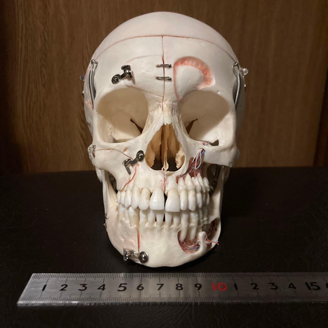 頭蓋骨　模型　解剖学 楽天市場】Erler Zimmer (エルラージマー) 22分割 頭蓋骨 模型