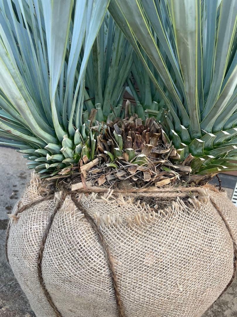 早いもの勝ち ユッカ ロストラータ 4本立ち あ