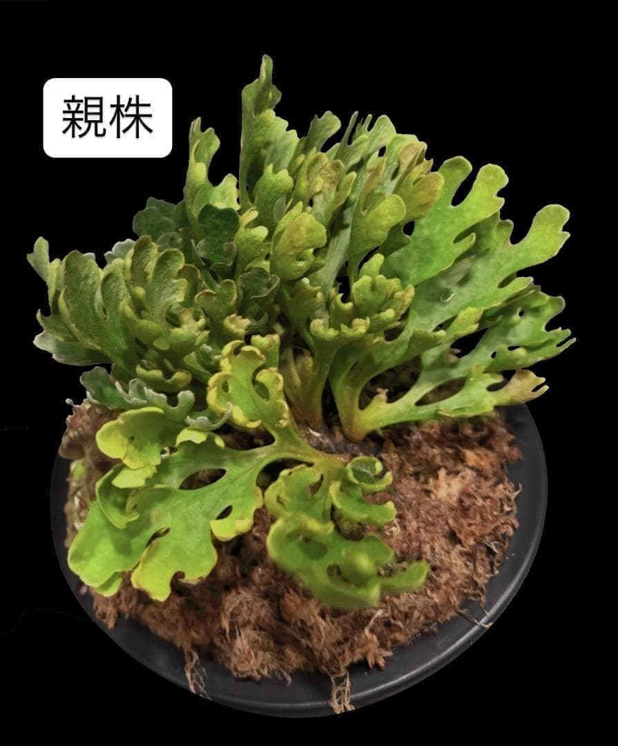 ビカクシダ リドレイ ドワーフ シルバー 小株 R-8 - メルカリ