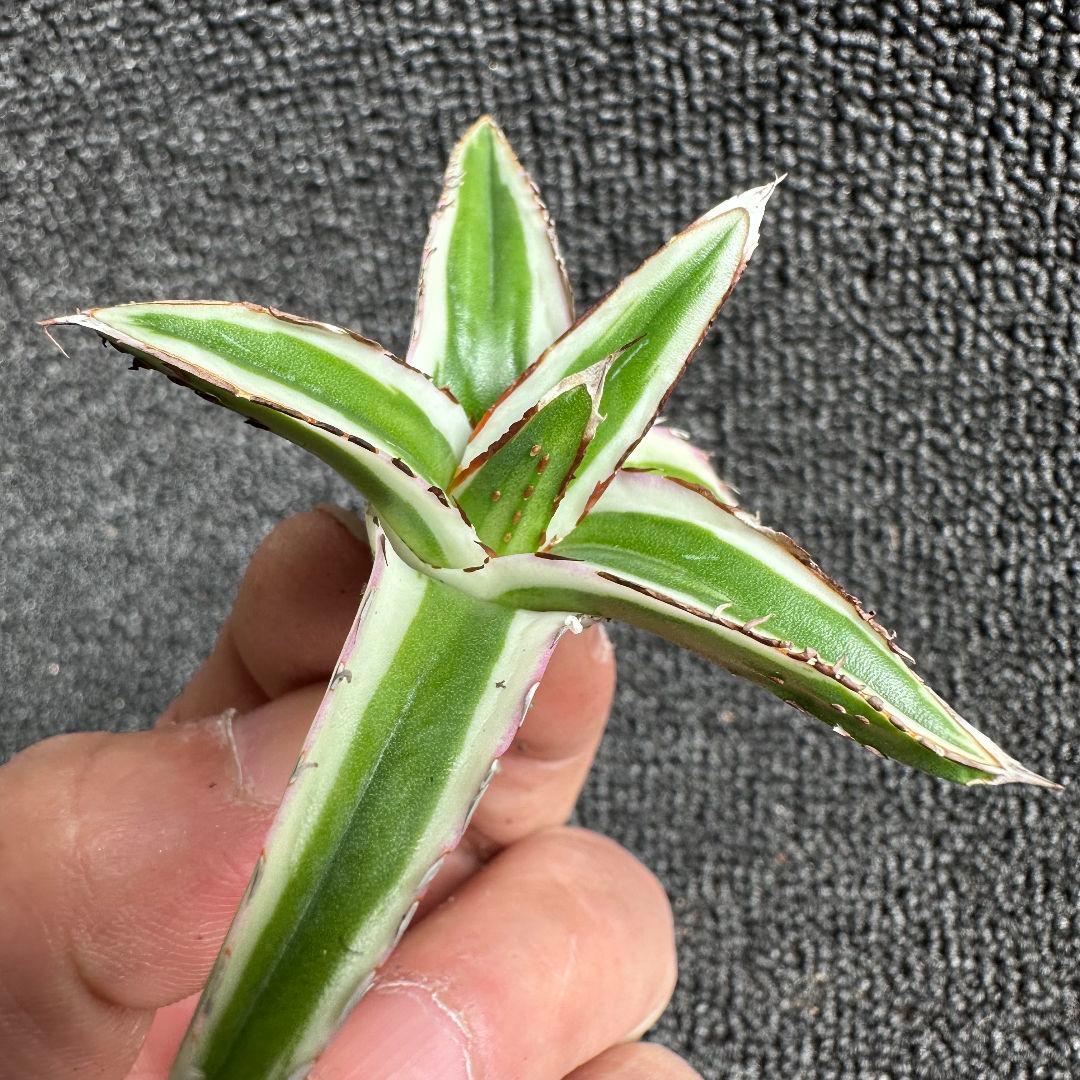 2113アガベ チタノタ 丸叶氷山 極上中小株 5株セット