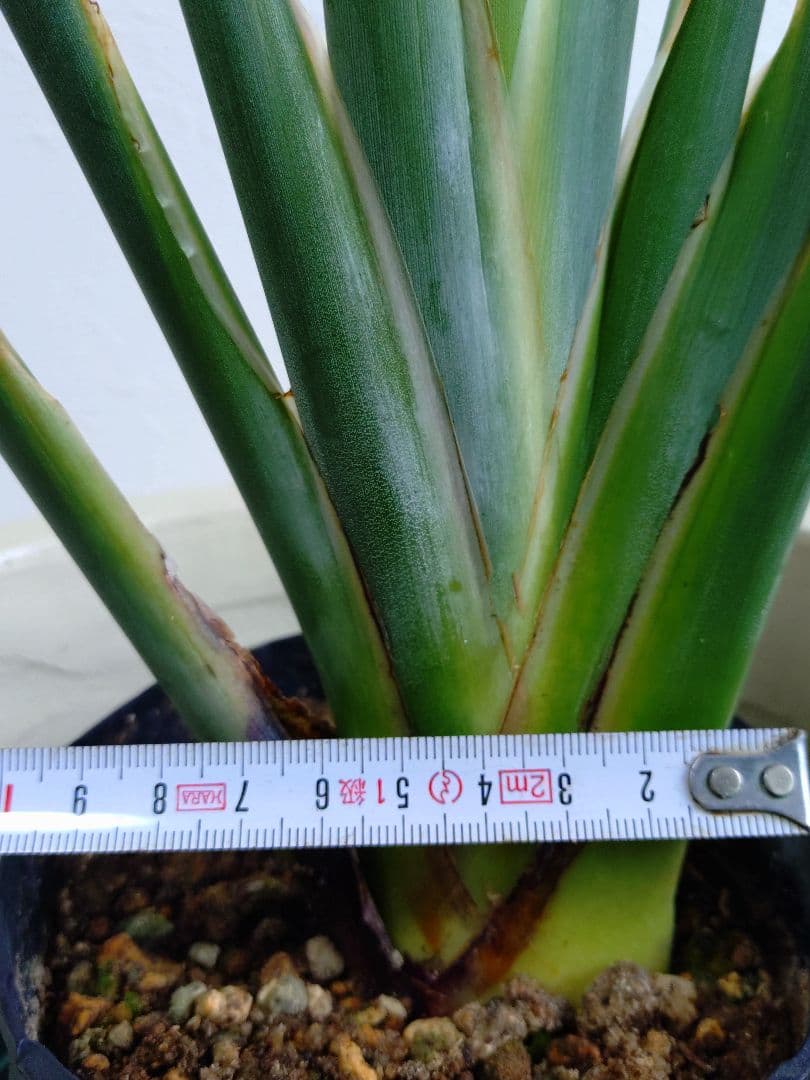 ストレリチア充実株・ジャンセア・ユンケア・ノンリーフ・底〜95cm