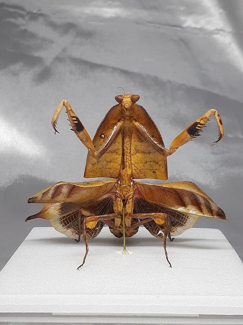 マルムネカレハカマキリ雌 立体標本 - メルカリ