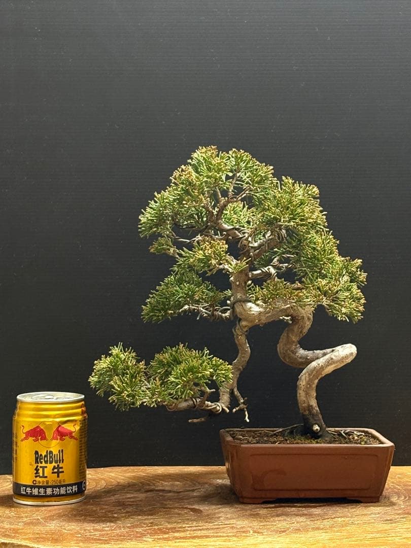 サービスオークション❗️盆栽]真柏 - メルカリ