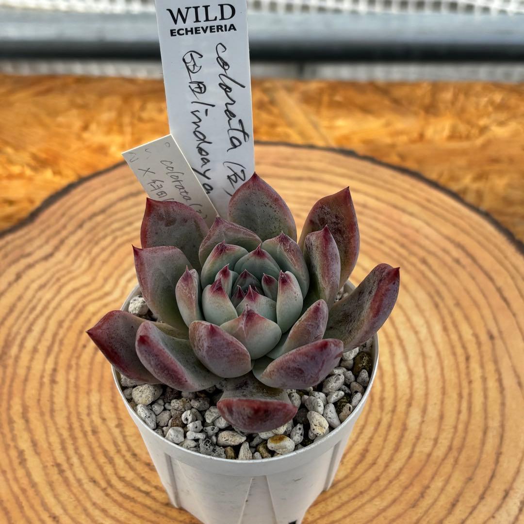 35.【札付き】石田コロラータ×臼田リンゼアナ サボテン相談室 多肉