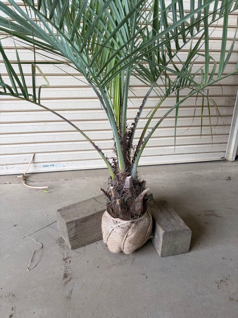 ココスヤシ 根鉢上から120cm - メルカリ