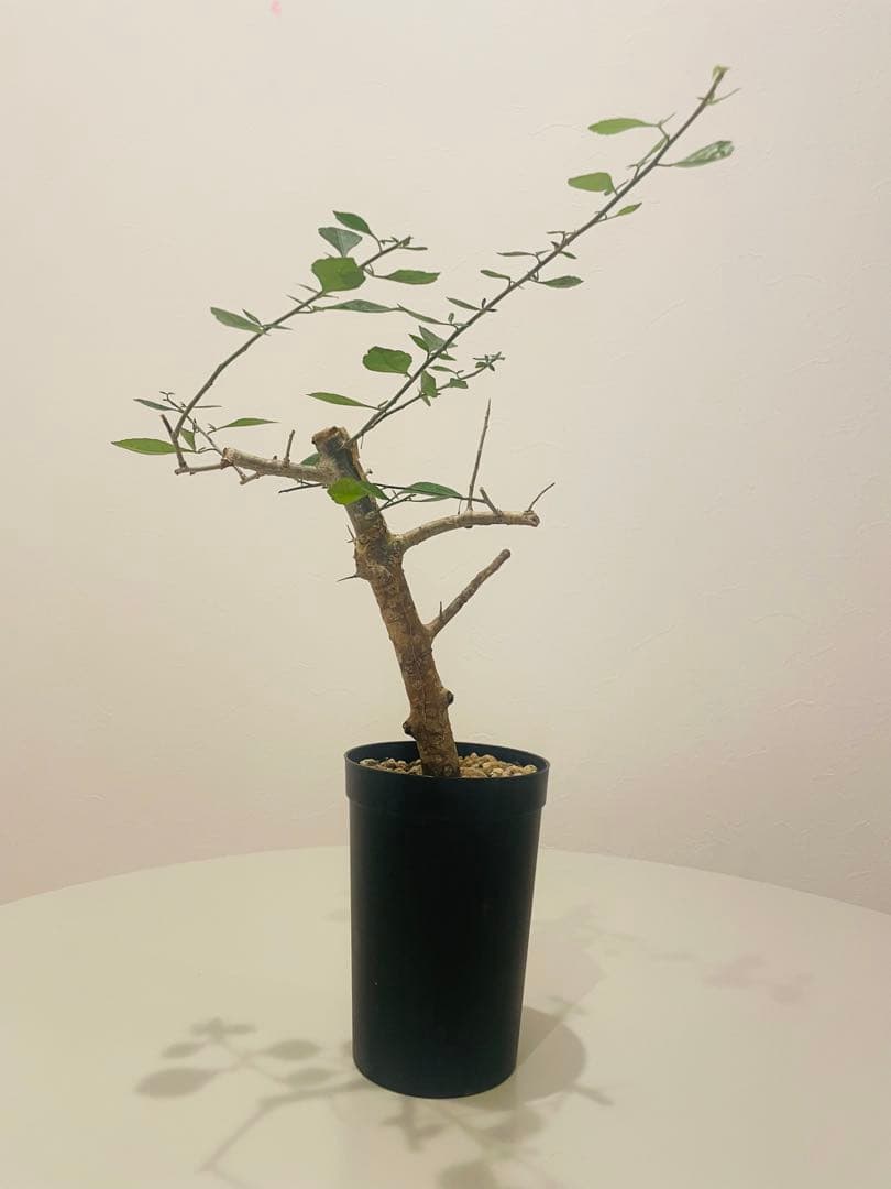 コミフォラ シンプリキフォリア Commiphora simpliciforia【コミフォラ・シンプリキフォリア