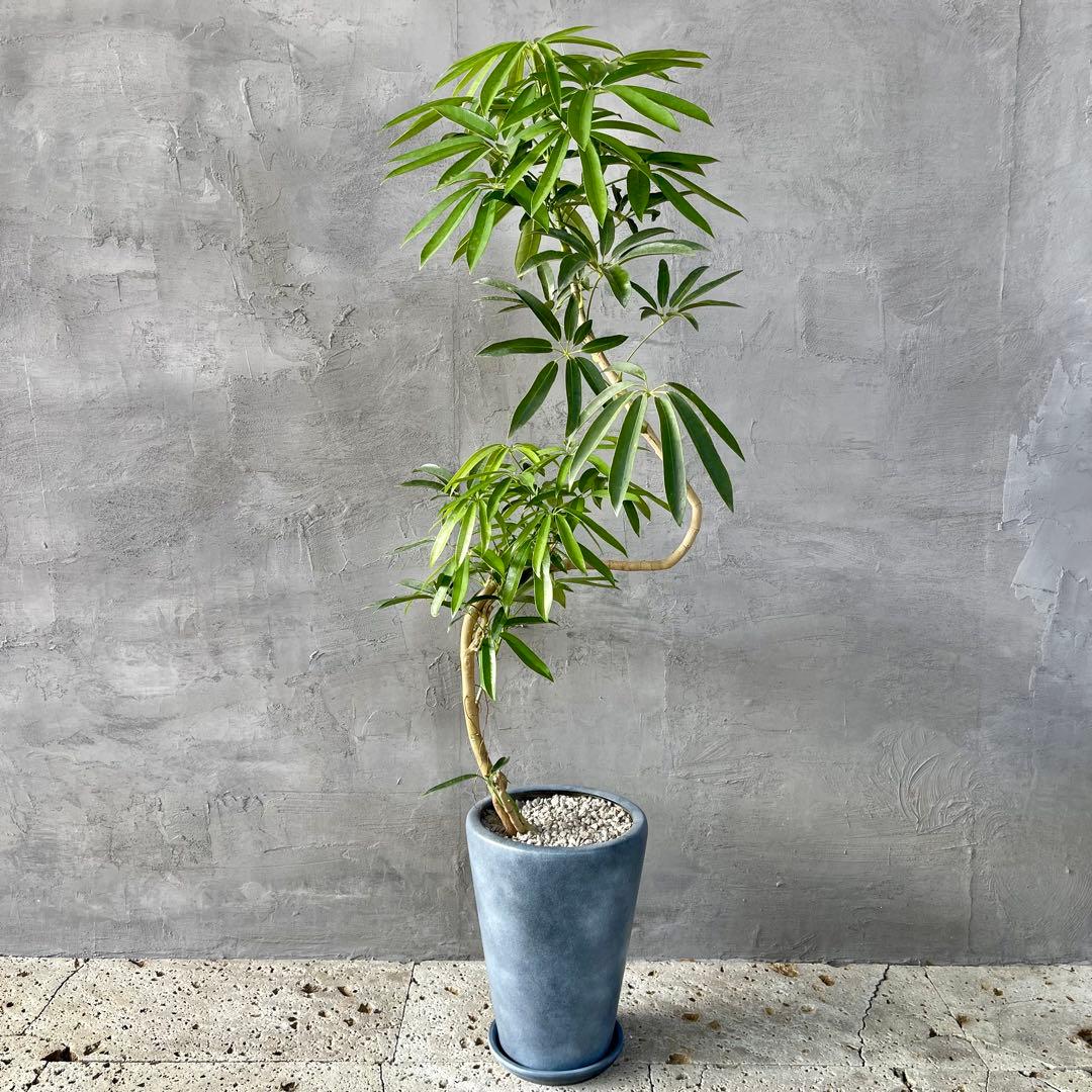 大型 シェフレラ アンガスティフォリア S字仕立て 陶器鉢 植え込み発送