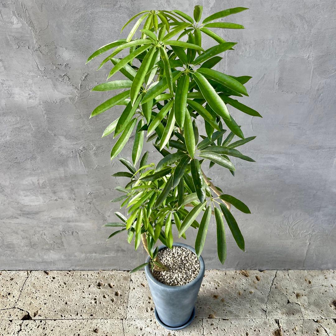 大型 シェフレラ アンガスティフォリア S字仕立て 陶器鉢 植え込み発送