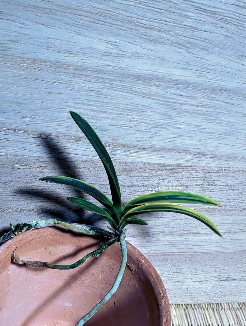 富貴蘭 カラス黒牡丹縞（関東で人気の希少黒牡丹） - メルカリ