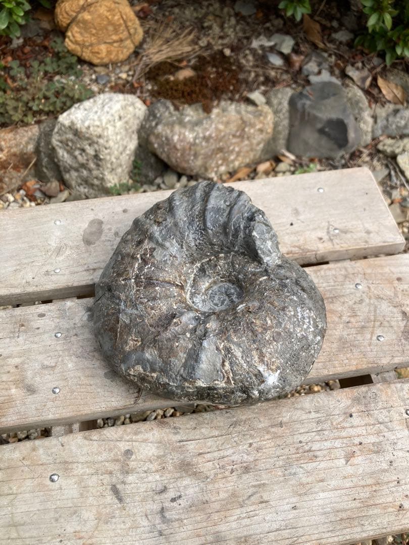 北海道　希産地　アンモナイト　1.7kg 化石