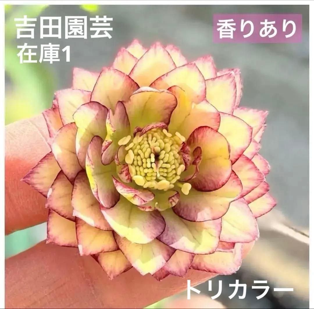 株分け‼️ネコポス‼️来季用❣️クリスマスローズ - メルカリ